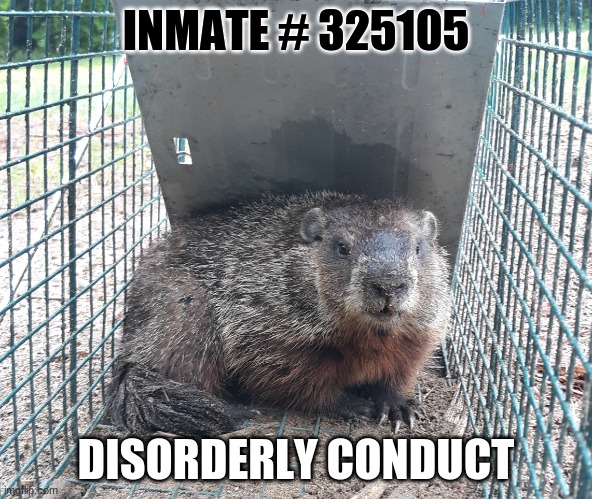woodchuck inmate | INMATE # 325105; DISORDERLY CONDUCT | image tagged in chuck norris approves | made w/ Imgflip meme maker