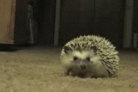 image tagged in gifs,animals,hedgehogs,cute | made w/ Imgflip video-to-gif maker