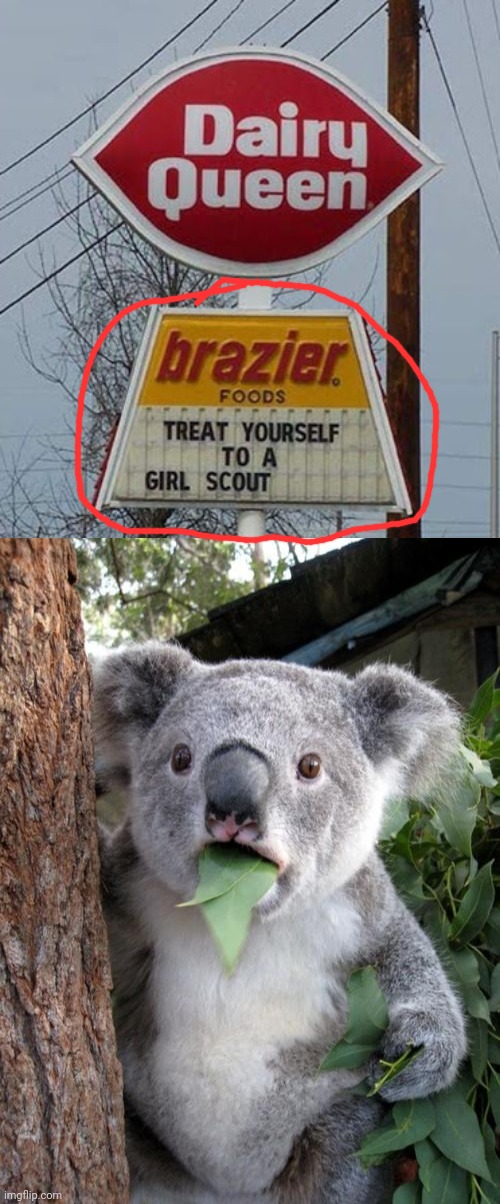 image tagged in memes,surprised koala | made w/ Imgflip meme maker
