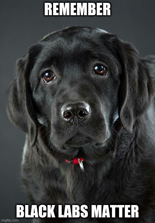 Remember | REMEMBER; BLACK LABS MATTER | image tagged in dogs | made w/ Imgflip meme maker