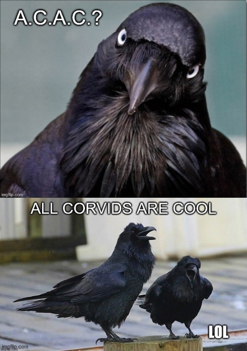 A.C.A.C. | image tagged in acab,acac,corvid,crow,raven,cops | made w/ Imgflip meme maker