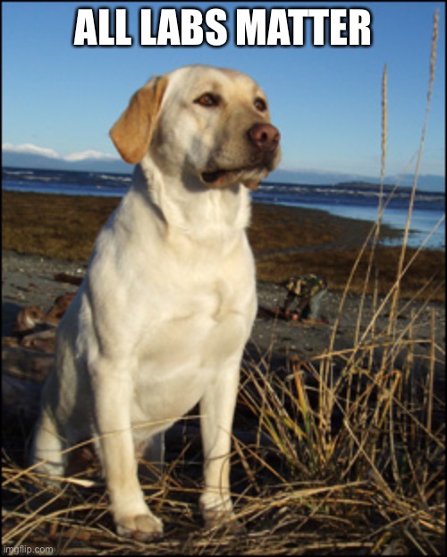 Yellow lab | ALL LABS MATTER | image tagged in yellow lab | made w/ Imgflip meme maker