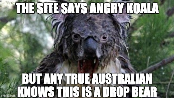 Angry Koala Meme | THE SITE SAYS ANGRY KOALA; BUT ANY TRUE AUSTRALIAN KNOWS THIS IS A DROP BEAR | image tagged in memes,angry koala | made w/ Imgflip meme maker