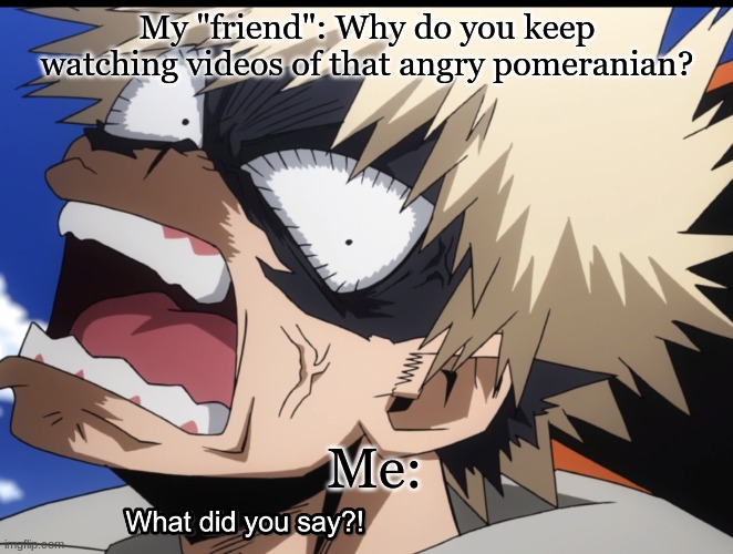 I swear... | My "friend": Why do you keep watching videos of that angry pomeranian? Me: | image tagged in bakugo's what did you say | made w/ Imgflip meme maker