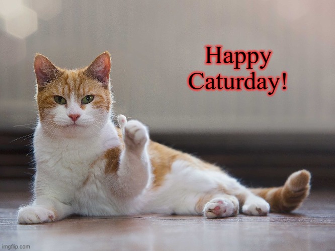 Happy Caturday, Everybody! | Happy Caturday! | image tagged in memes,caturday,cats | made w/ Imgflip meme maker