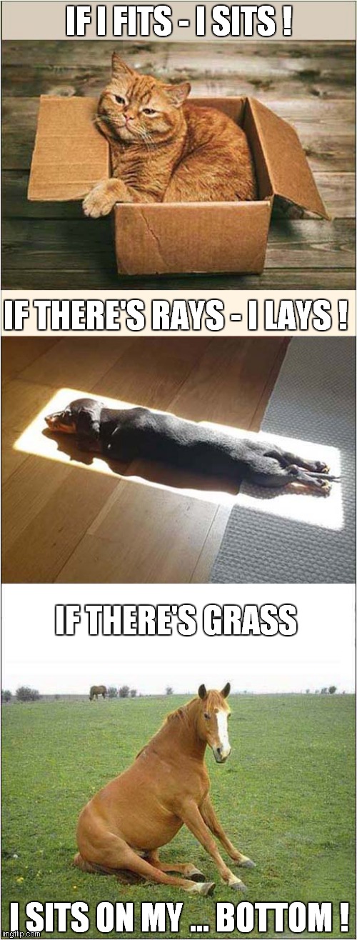 Animal Rhymes | IF I FITS - I SITS ! IF THERE'S RAYS - I LAYS ! IF THERE'S GRASS; I SITS ON MY ... BOTTOM ! | image tagged in fun,cats,dogs,horses,poetry,misdirection | made w/ Imgflip meme maker