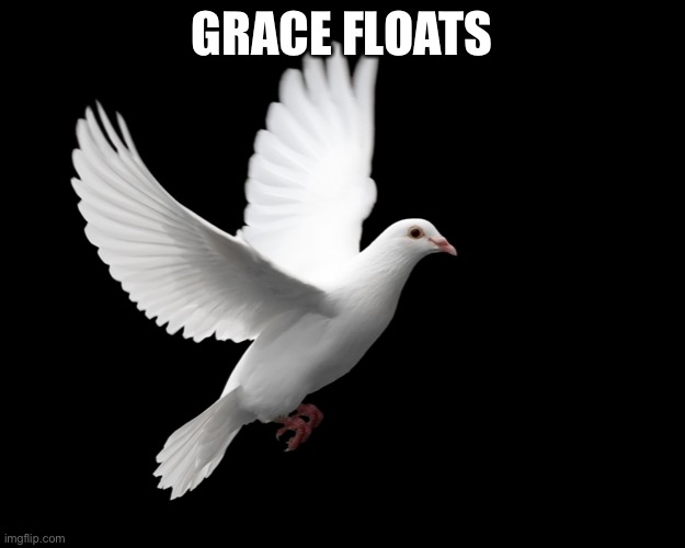 DOVE PIGEON LOVE PEACE HAPPINESS |  GRACE FLOATS | image tagged in dove pigeon love peace happiness | made w/ Imgflip meme maker