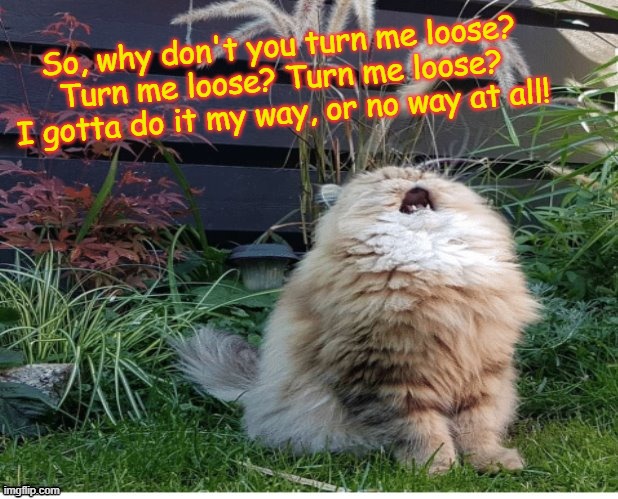 Singing Cat | So, why don't you turn me loose? Turn me loose? Turn me loose? I gotta do it my way, or no way at all! | image tagged in singing cat,memes,loverboy,cats | made w/ Imgflip meme maker