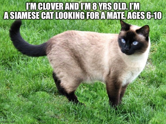 Cat looking to be shipped | I’M CLOVER AND I’M 8 YRS OLD. I’M A SIAMESE CAT LOOKING FOR A MATE, AGES 6-10 | image tagged in siamese cat,shipping,pls | made w/ Imgflip meme maker