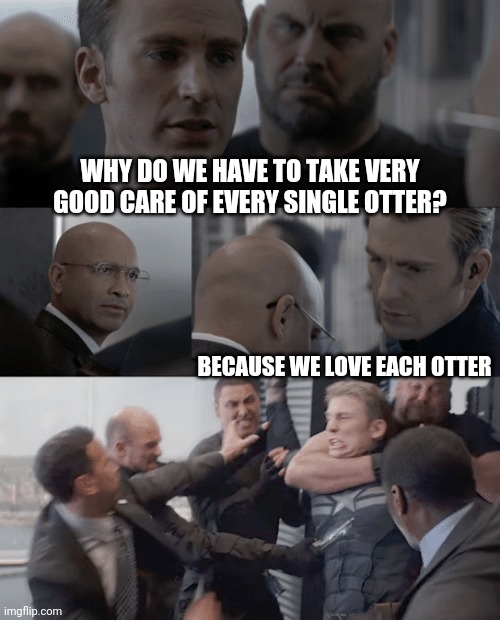 Otter Love | WHY DO WE HAVE TO TAKE VERY GOOD CARE OF EVERY SINGLE OTTER? BECAUSE WE LOVE EACH OTTER | image tagged in captain america elevator,cute,love,otter,funny | made w/ Imgflip meme maker