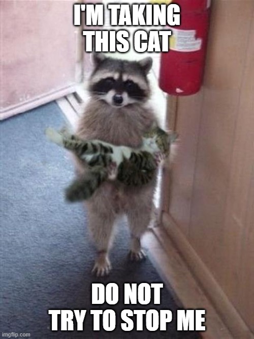 Im taking this cat | I'M TAKING THIS CAT; DO NOT TRY TO STOP ME | image tagged in cat burglar raccoon | made w/ Imgflip meme maker