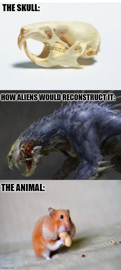 how aliens would reconstruct hamsters | THE SKULL:; HOW ALIENS WOULD RECONSTRUCT IT:; THE ANIMAL: | image tagged in how alien would reconstruct it meme,hamster,alien memes,new meme,skeleton meme | made w/ Imgflip meme maker