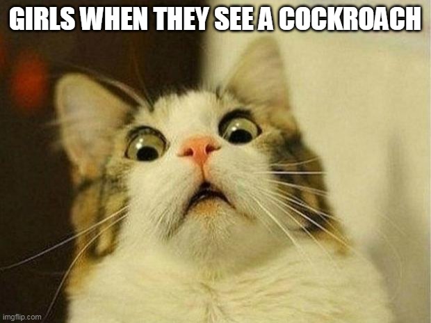 Scared Cat Meme | GIRLS WHEN THEY SEE A COCKROACH | image tagged in memes,scared cat | made w/ Imgflip meme maker