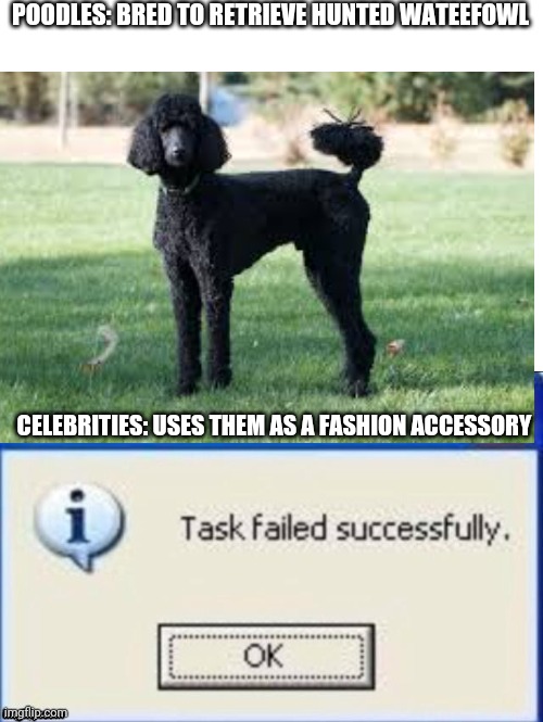 Poodles | POODLES: BRED TO RETRIEVE HUNTED WATEEFOWL; CELEBRITIES: USES THEM AS A FASHION ACCESSORY | image tagged in funny | made w/ Imgflip meme maker