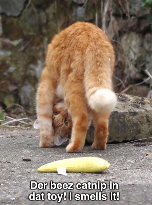 CATNIP!!! | Der beez catnip in dat toy! I smells it! | image tagged in funny memes,funny cats | made w/ Imgflip meme maker