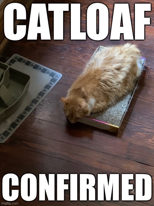 Catloaf confirmed. |  CATLOAF; CONFIRMED | image tagged in cat,cats,meatloaf,cute cat,fluffy,pets | made w/ Imgflip meme maker
