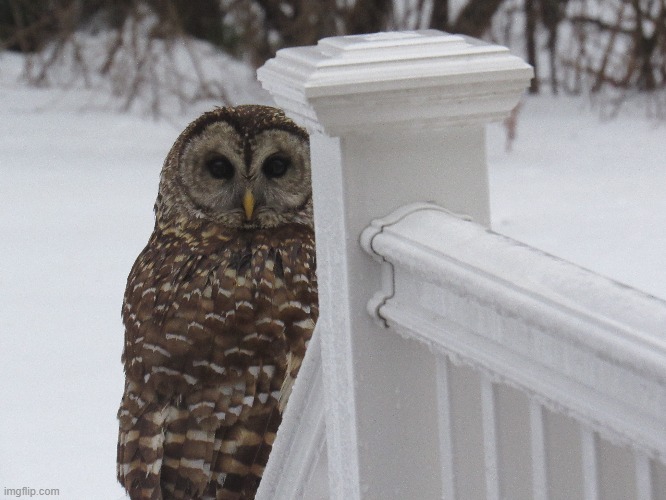 Barred Owl on the back deck | image tagged in backyard | made w/ Imgflip meme maker