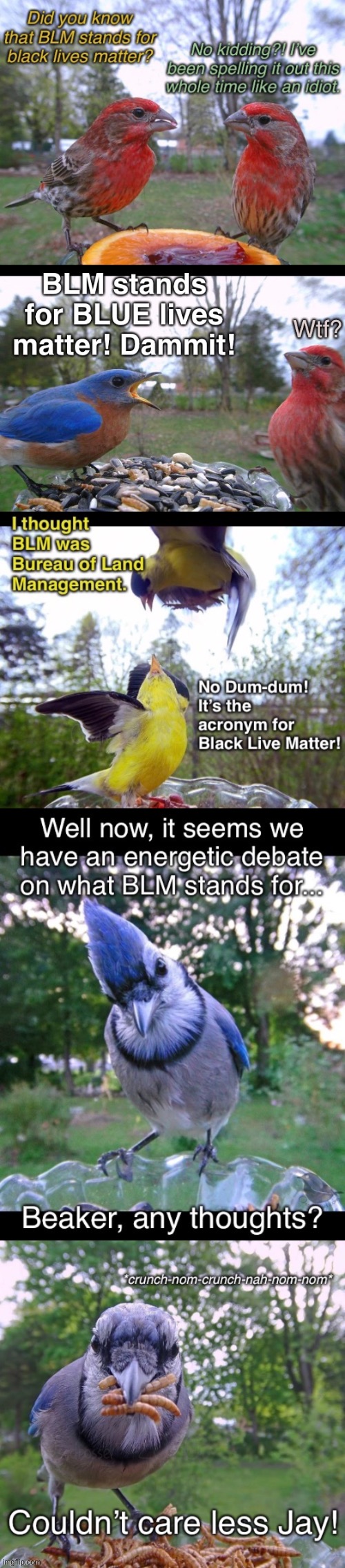 Bird Lives Matter | image tagged in black lives matter,blm,funny memes | made w/ Imgflip meme maker