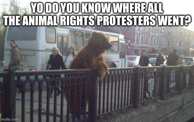 Forgotten again, one crisis at a time | YO DO YOU KNOW WHERE ALL THE ANIMAL RIGHTS PROTESTERS WENT? | image tagged in memes,city bear,one crisis at a time,animal rights is that still a thng,teddy never had this problem | made w/ Imgflip meme maker