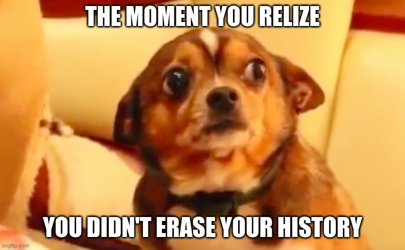 Guilt | THE MOMENT YOU RELIZE; YOU DIDN'T ERASE YOUR HISTORY | image tagged in dog | made w/ Imgflip meme maker