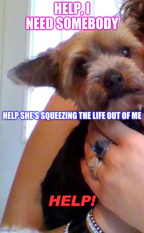 Life or Death | HELP, I NEED SOMEBODY; HELP SHE'S SQUEEZING THE LIFE OUT OF ME; HELP! | image tagged in dog meme | made w/ Imgflip meme maker