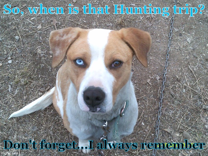 Dog promise | So, when is that Hunting trip? Don't forget...I always remember | image tagged in star | made w/ Imgflip meme maker