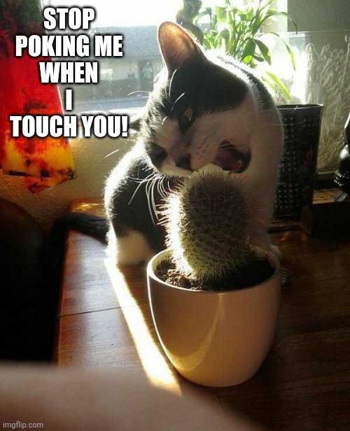 CAT VS CACTUS | STOP POKING ME WHEN I TOUCH YOU! | image tagged in cats,funny cats | made w/ Imgflip meme maker