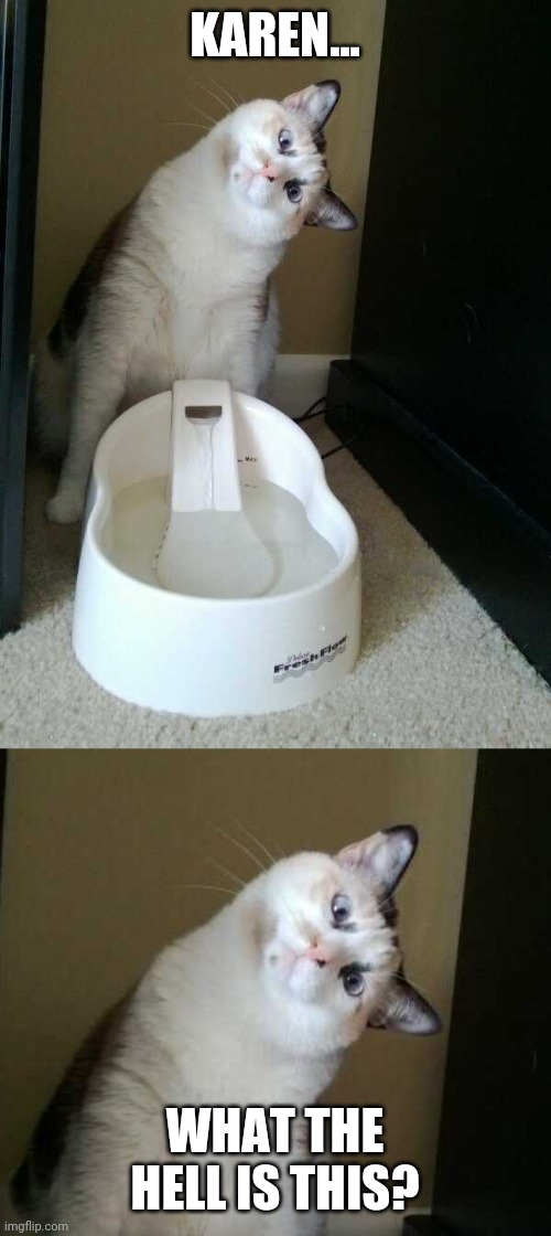 CONFUSED KITTY | KAREN... WHAT THE HELL IS THIS? | image tagged in cats,funny cats | made w/ Imgflip meme maker