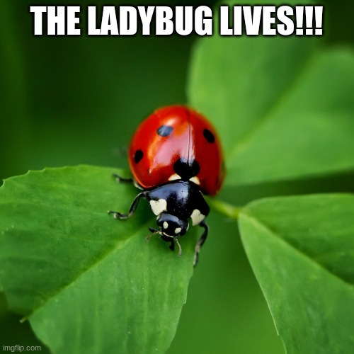 Ladybug | THE LADYBUG LIVES!!! | image tagged in ladybug | made w/ Imgflip meme maker