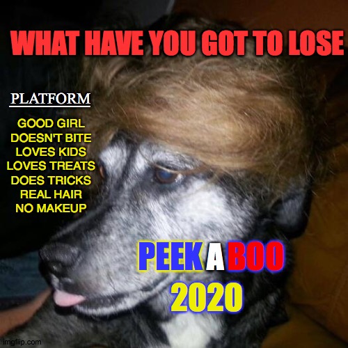 Peekaboo 2020 | WHAT HAVE YOU GOT TO LOSE; __________; GOOD GIRL

DOESN'T BITE

LOVES KIDS

LOVES TREATS

DOES TRICKS

REAL HAIR

NO MAKEUP; PLATFORM; BOO; PEEK; A; 2020 | image tagged in peekaboo,2020,dog,good | made w/ Imgflip meme maker