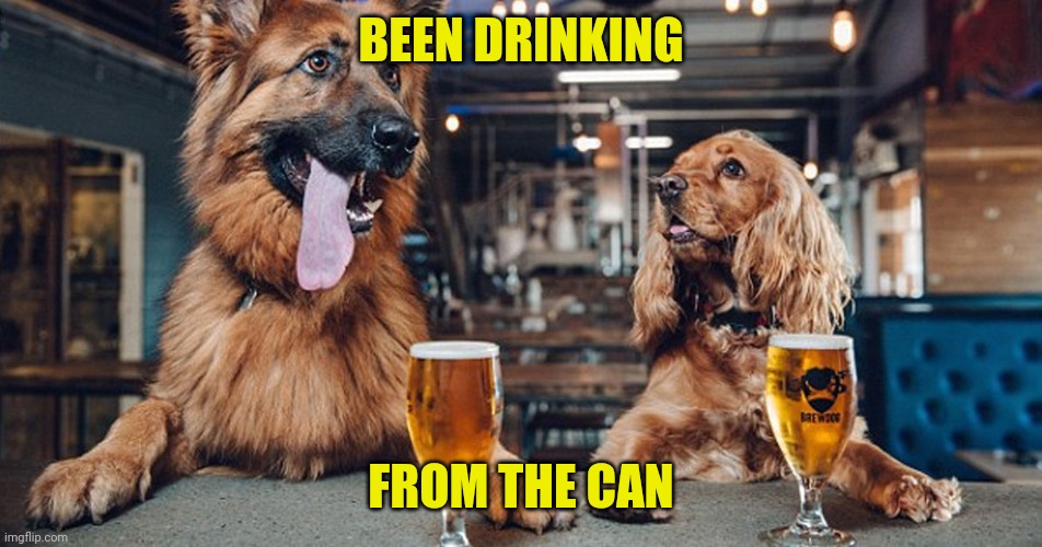 Just had my first draft beer in 3+ months | BEEN DRINKING; FROM THE CAN | image tagged in dog drinking,beer,covid-19 | made w/ Imgflip meme maker