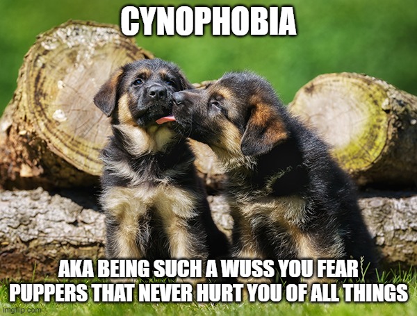 Cynophobia meme | CYNOPHOBIA; AKA BEING SUCH A WUSS YOU FEAR PUPPERS THAT NEVER HURT YOU OF ALL THINGS | image tagged in memes,doggos,stupid fears,animals,puppers | made w/ Imgflip meme maker