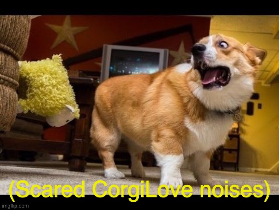 Scared Corgi | (Scared CorgiLove noises) | image tagged in scared corgi | made w/ Imgflip meme maker