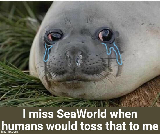 Crying Seal | I miss SeaWorld when humans would toss that to me | image tagged in crying seal | made w/ Imgflip meme maker