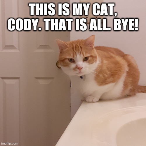 Cody is a good kitty | THIS IS MY CAT, CODY. THAT IS ALL. BYE! | image tagged in cat | made w/ Imgflip meme maker