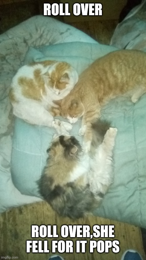 My silly kittys | ROLL OVER; ROLL OVER,SHE FELL FOR IT POPS | image tagged in my silly kittys | made w/ Imgflip meme maker