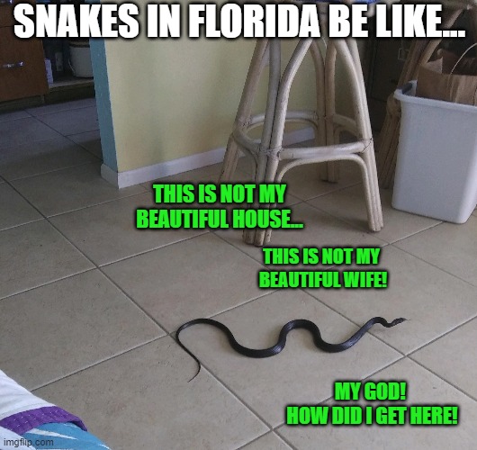 Down & Out in Beverly Hills (FL) | SNAKES IN FLORIDA BE LIKE... THIS IS NOT MY
 BEAUTIFUL HOUSE... THIS IS NOT MY 
BEAUTIFUL WIFE! MY GOD! 
HOW DID I GET HERE! | image tagged in florida,meanwhile in florida,snake,funny,movie quotes,animals | made w/ Imgflip meme maker