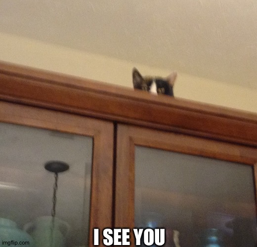 I SEE YOU | image tagged in cat | made w/ Imgflip meme maker