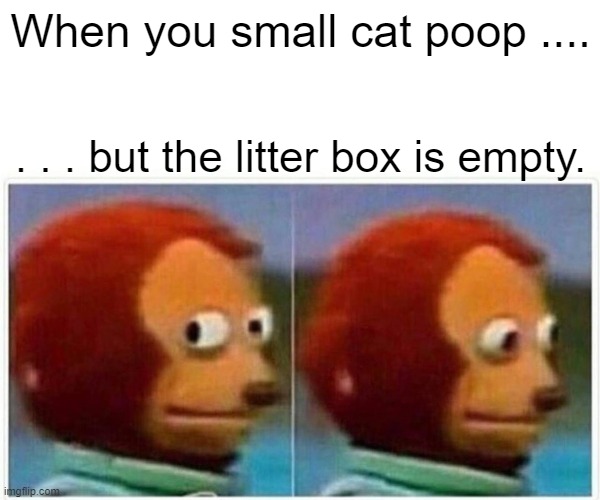 Monkey Puppet Meme | When you small cat poop .... . . . but the litter box is empty. | image tagged in memes,monkey puppet | made w/ Imgflip meme maker