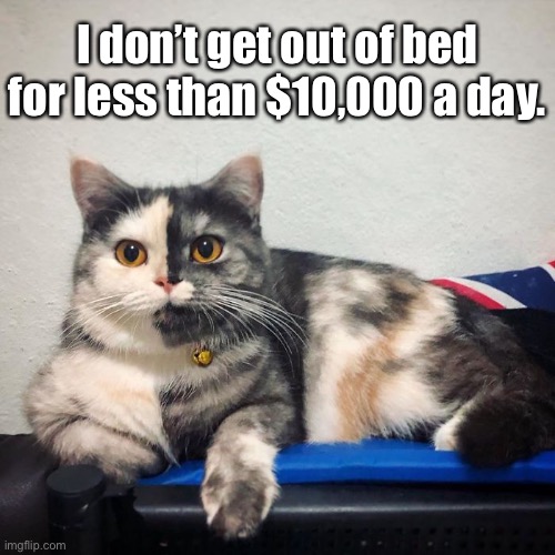 I’m a Supermodel | I don’t get out of bed for less than $10,000 a day. | image tagged in funny memes,funny cats | made w/ Imgflip meme maker