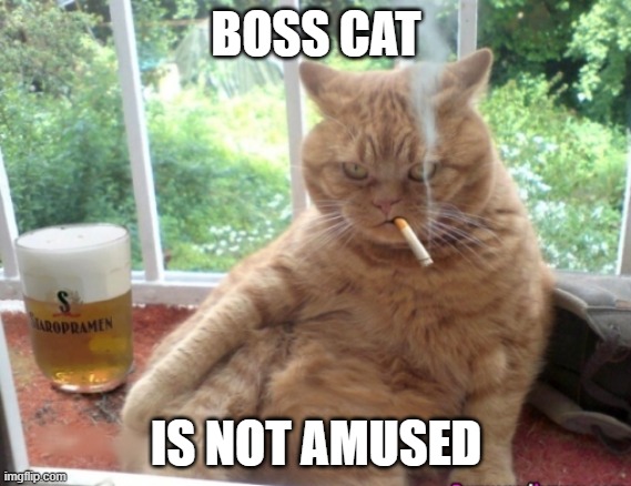 MOB BOSS CAT | BOSS CAT; IS NOT AMUSED | image tagged in mob boss cat,angry cat,cats,funny cats,evil cat | made w/ Imgflip meme maker