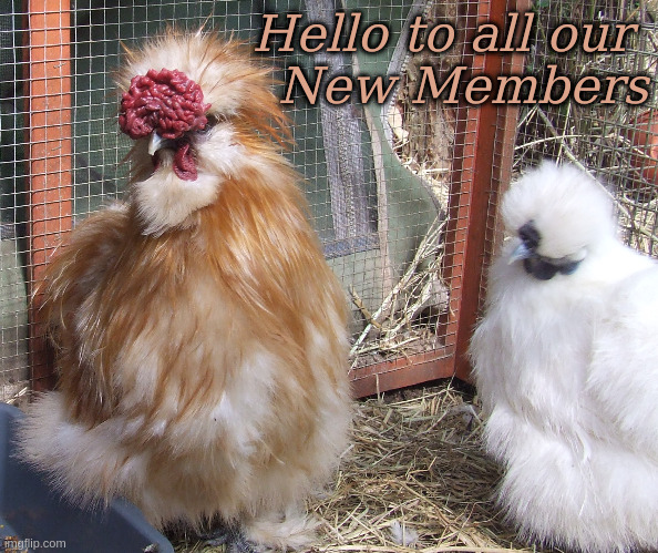 Hello to all our New Members | Hello to all our 
New Members | image tagged in silkies,hello,welcome,memes | made w/ Imgflip meme maker