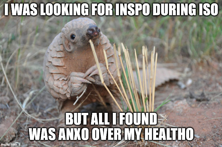 My Pondering Pangolin meme | I WAS LOOKING FOR INSPO DURING ISO; BUT ALL I FOUND WAS ANXO OVER MY HEALTHO | image tagged in pondering pangolin | made w/ Imgflip meme maker