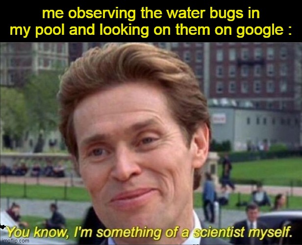 I wonder how they came here | me observing the water bugs in my pool and looking on them on google : | image tagged in you know i'm something of a scientist myself | made w/ Imgflip meme maker