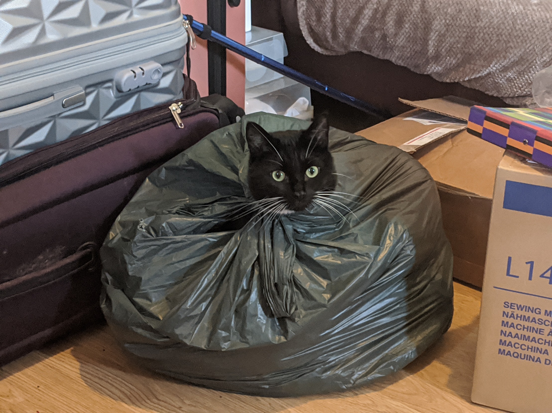 High Quality Trash cat Blank Meme Template