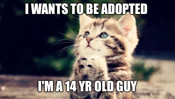 Please please please adopt me | I WANTS TO BE ADOPTED; I'M A 14 YR OLD GUY | image tagged in cute kitten | made w/ Imgflip meme maker