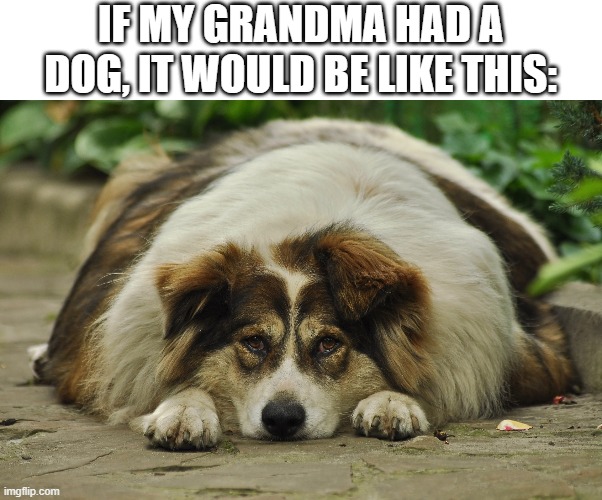 grandma dog | IF MY GRANDMA HAD A DOG, IT WOULD BE LIKE THIS: | image tagged in if my grandma had a dog,grandma,dog,fat dog,grandmother | made w/ Imgflip meme maker