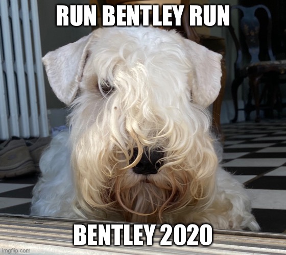 Run Bentley Run | RUN BENTLEY RUN; BENTLEY 2020 | image tagged in bentley,sealyham,dog,politics | made w/ Imgflip meme maker
