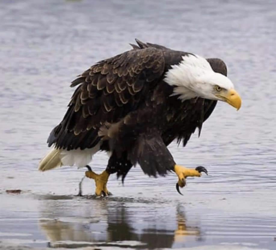 High Quality Pissed off Eagle Blank Meme Template. 