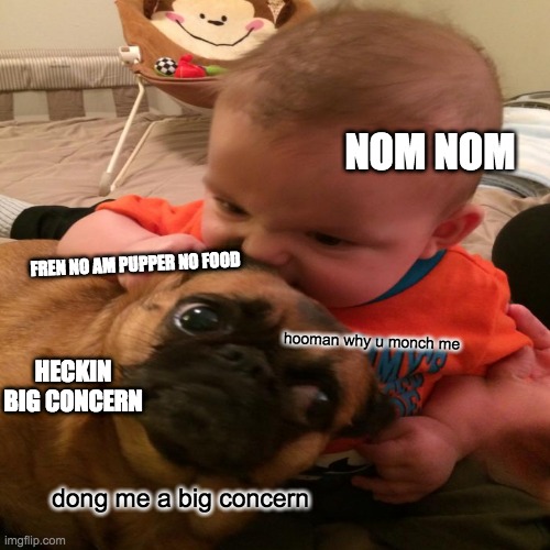 NOOO CHILD YOU AREN'T ASIAN THIS IS ILLEGAL NOW | NOM NOM; FREN NO AM PUPPER NO FOOD; hooman why u monch me; HECKIN BIG CONCERN; dong me a big concern | image tagged in doggo | made w/ Imgflip meme maker